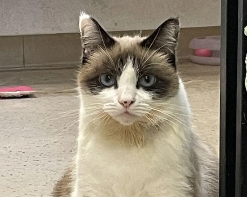 Princess thumbnail 2