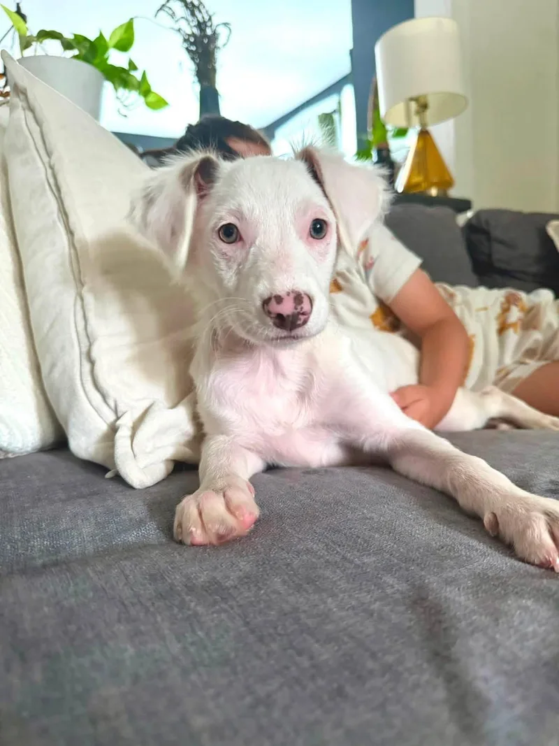 A baby medium-sized female Terrier dog named Mona Lisa for adoption in Collingswood, NJ