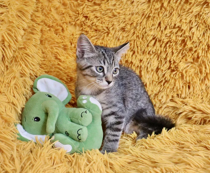 A baby medium-sized male Tabby (Buff / Tan / Fawn) Tabby cat named Cypress for adoption in Saint Augustine, FL