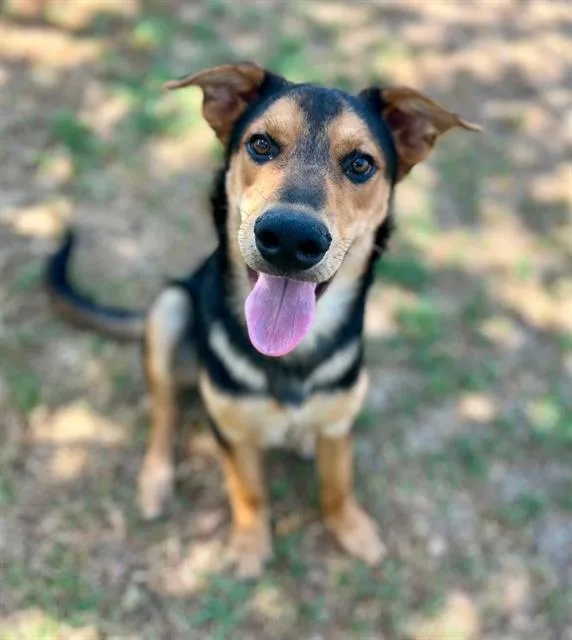 A young small-sized male Shepherd dog named Oso for adoption in Riverside, CA