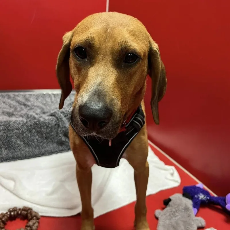 An adult large-sized female Red / Chestnut / Orange Redbone Coonhound dog named Rita for adoption in Titusville, FL
