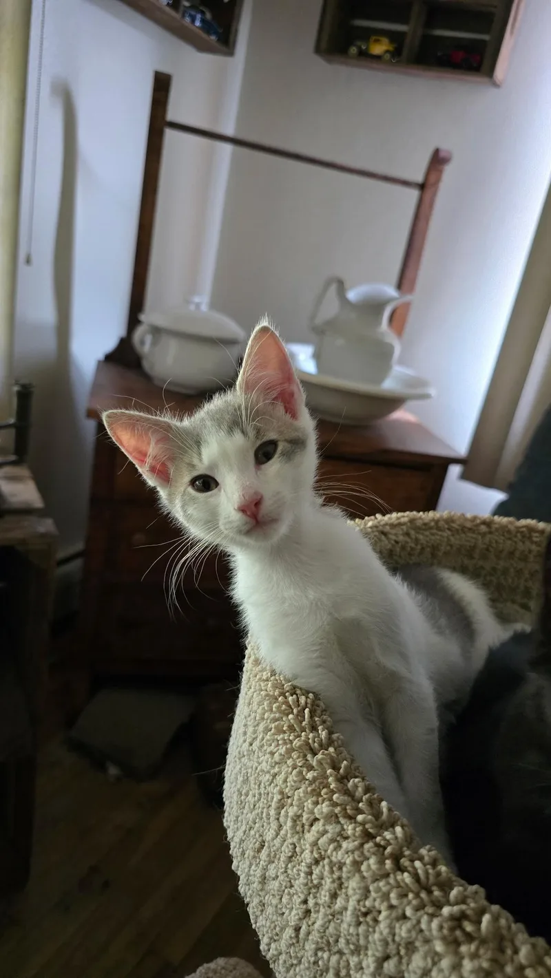 A baby medium-sized male Domestic Short Hair cat named Larry for adoption in York, PA