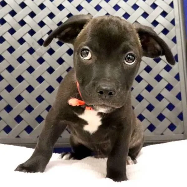 A baby small-sized male Terrier dog named Chippie for adoption in Midland, TX