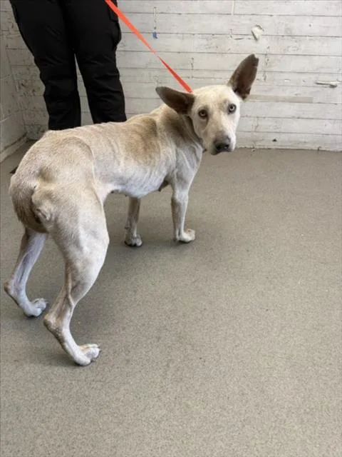 A young medium-sized female Belgian Shepherd / Malinois dog named Adelina for adoption in San Bernardino, CA