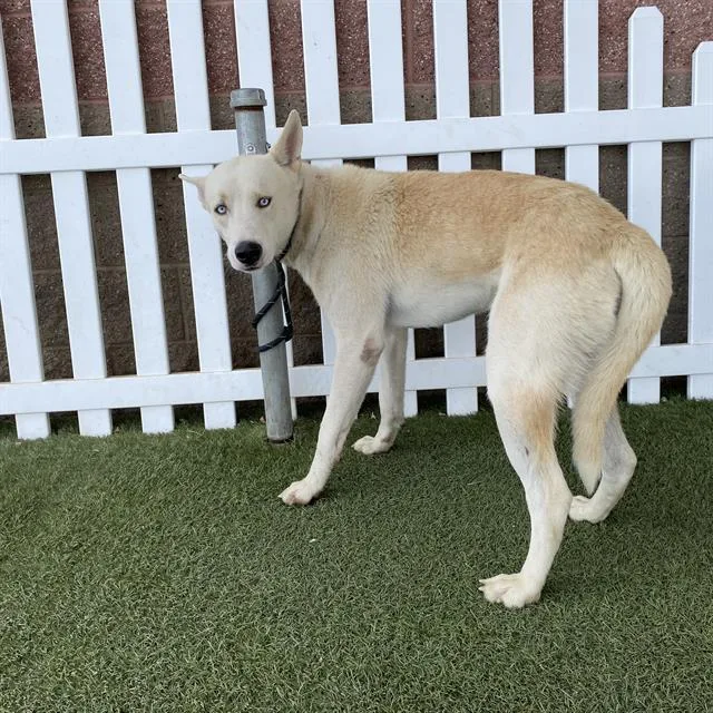 A young medium-sized male Akita dog named Cheez It for adoption in Modesto, CA