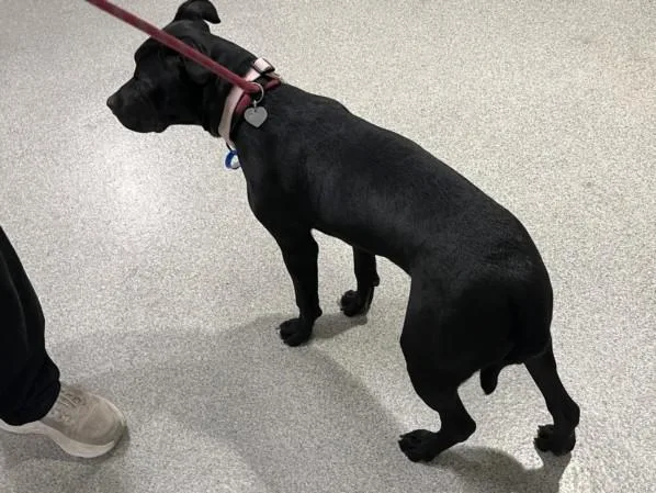 A young medium-sized male Labrador Retriever dog named Latso for adoption in Loveland, CO