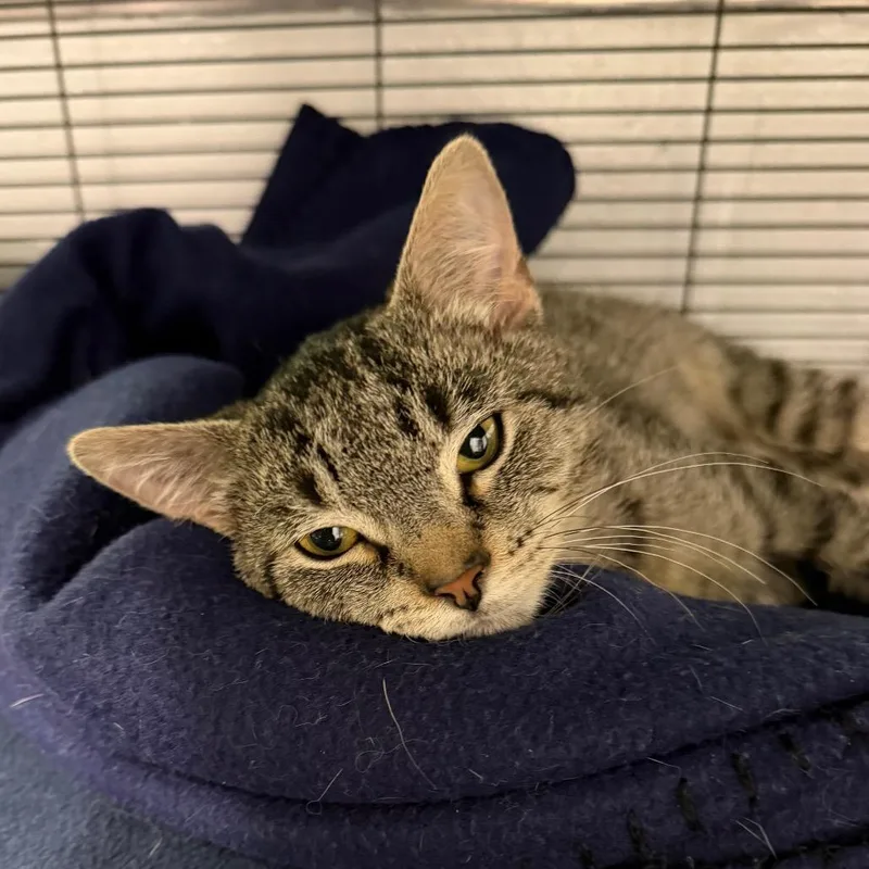 A baby small-sized male Domestic Short Hair cat named Love for adoption in Hampton Bays, NY