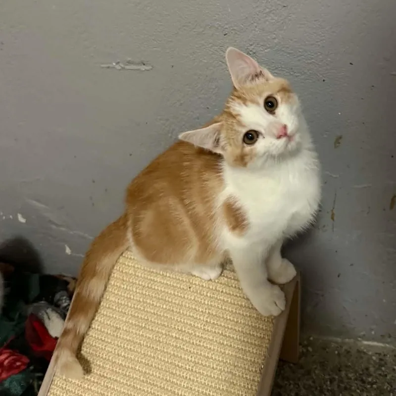 A baby small-sized male Orange & White Domestic Short Hair cat named Arashi for adoption in Antioch, CA