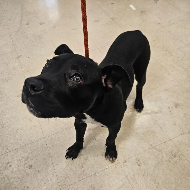 A baby medium-sized male Black Mixed Breed dog named Astro for adoption in Lake Panasoffkee, FL