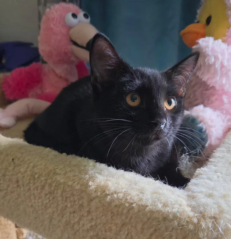 A baby medium-sized male Black Domestic Short Hair cat named Jude for adoption in Oviedo, FL