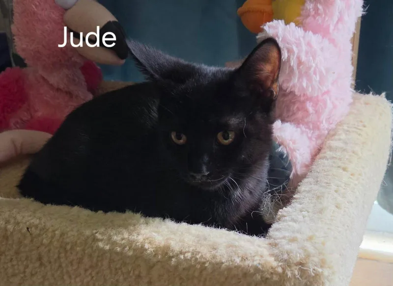 Jude thumbnail 2
