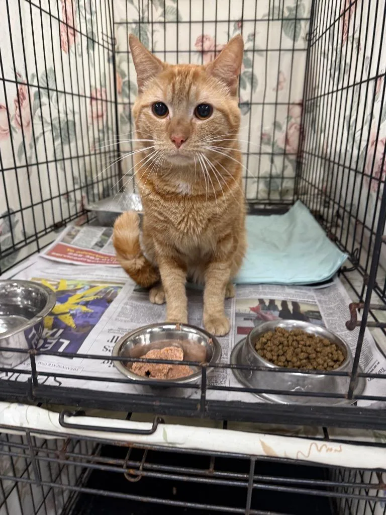 A young medium-sized male Domestic Short Hair cat named Oliver for adoption in Sorrento, LA