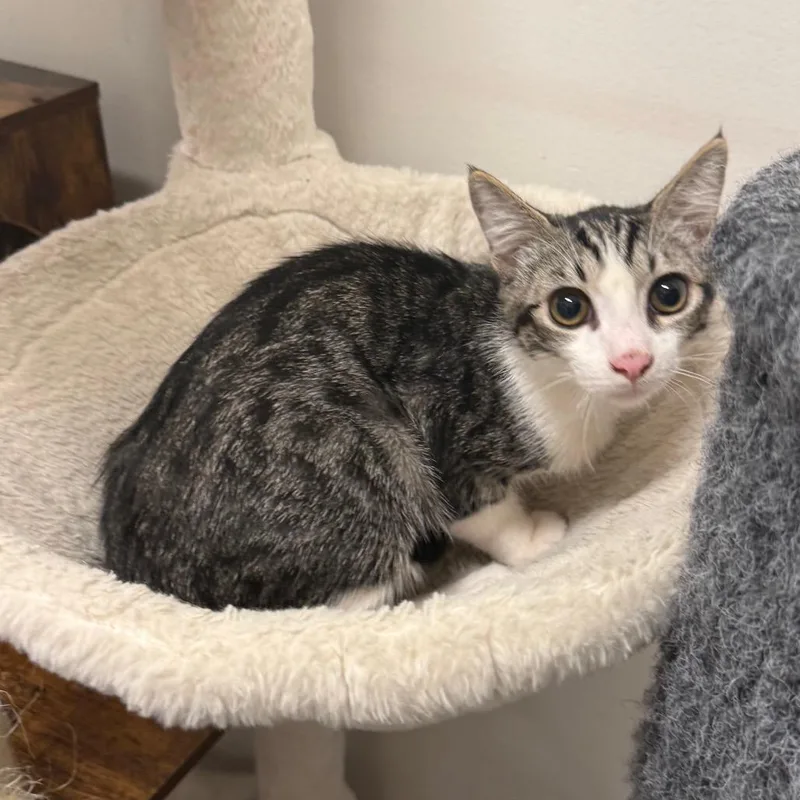 A baby small-sized male Brown / Chocolate Domestic Short Hair cat named Noah for adoption in Hemet, CA