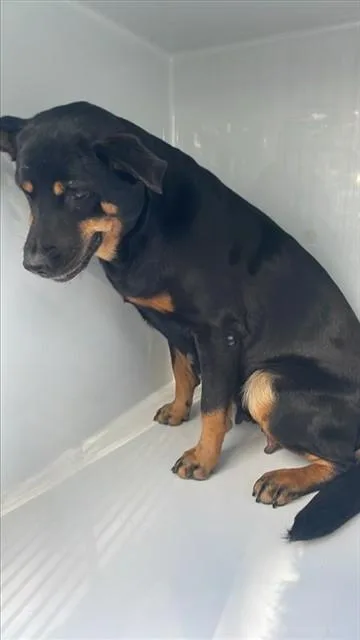 An adult medium-sized female Rottweiler dog named A for adoption in Houston, TX