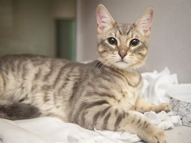 An adult small-sized male Domestic Short Hair cat named Big Mac for adoption in Phoenix, AZ