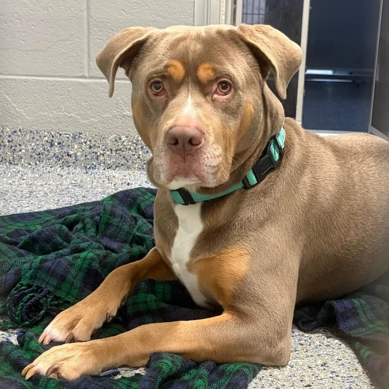 An adult large-sized male Gray / Blue / Silver Pit Bull Terrier dog named Princimus for adoption in Charlottesville, VA