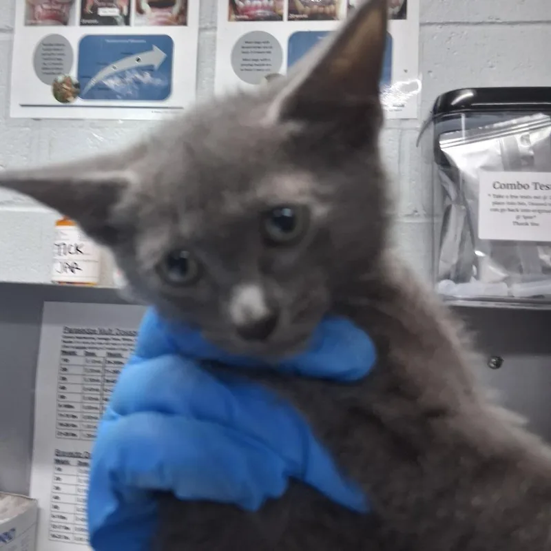 A baby small-sized female Gray / Blue / Silver Domestic Short Hair cat named Salt for adoption in Summerville, SC