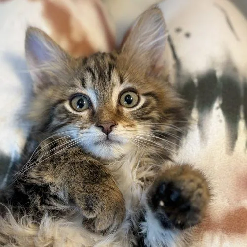 A baby small-sized male Brown / Chocolate Maine Coon cat named Sling for adoption in Knoxville, TN