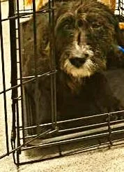 An adult medium-sized male Mixed Breed dog named Dozer for adoption in Cincinnati, OH