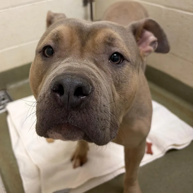 An adult medium-sized female Apricot / Beige Pit Bull Terrier dog named Chickpea for adoption in Harrisonburg, VA