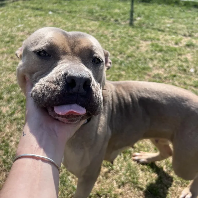 Chickpea thumbnail 2