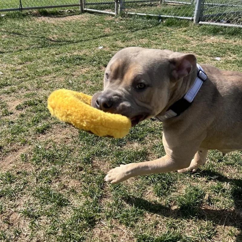 Chickpea thumbnail 3