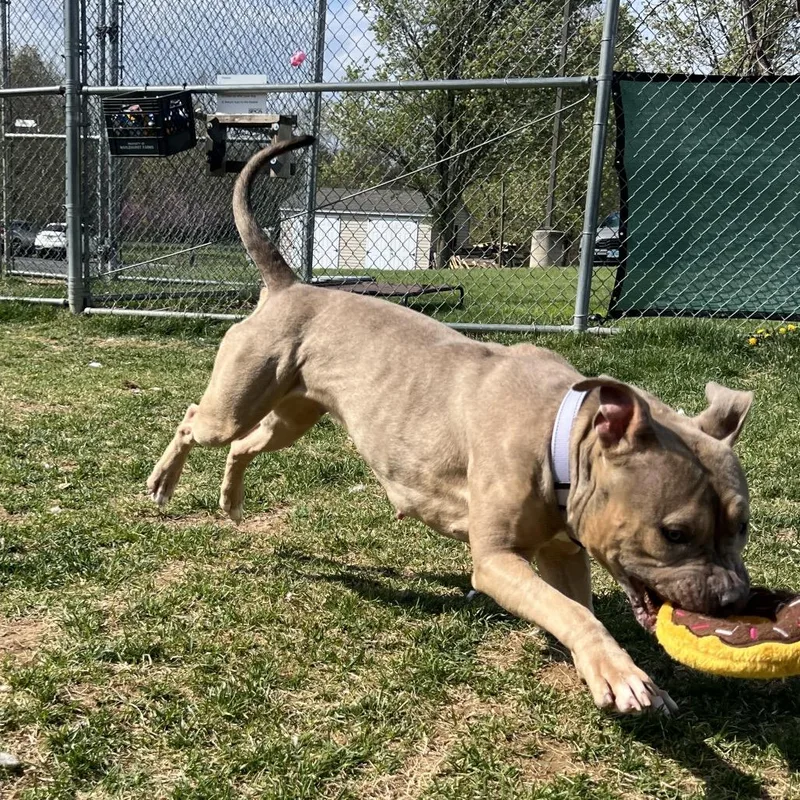 Chickpea thumbnail 4