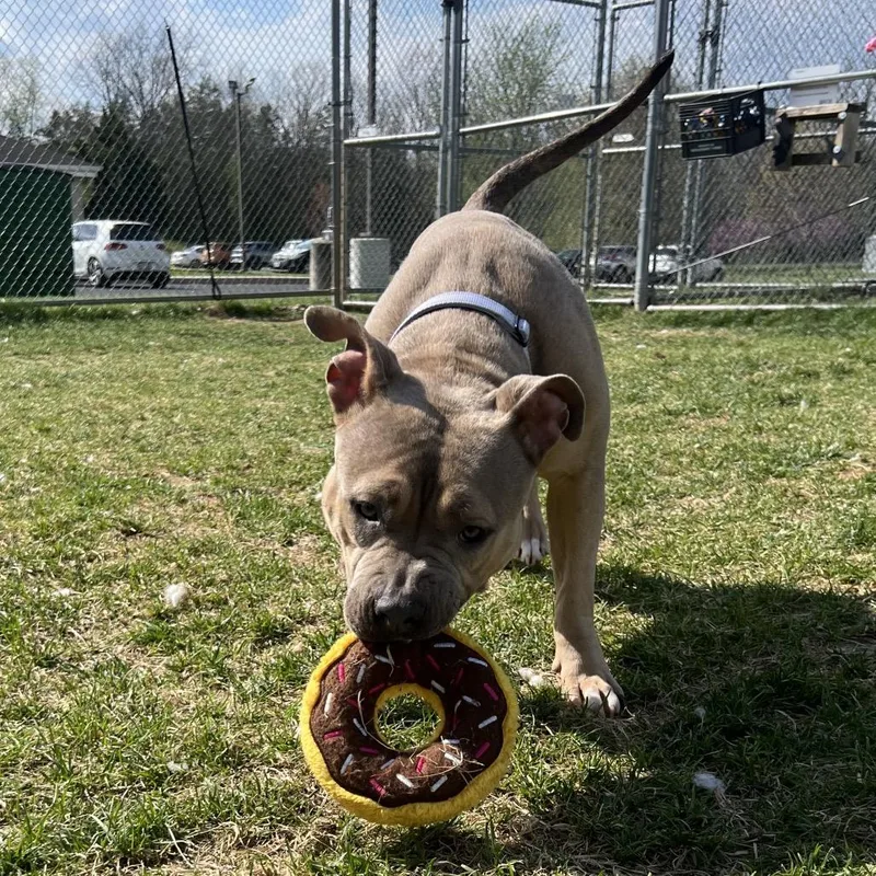 Chickpea thumbnail 5