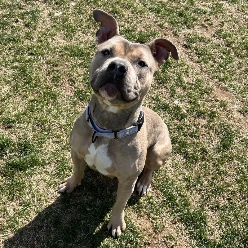 Chickpea thumbnail 6