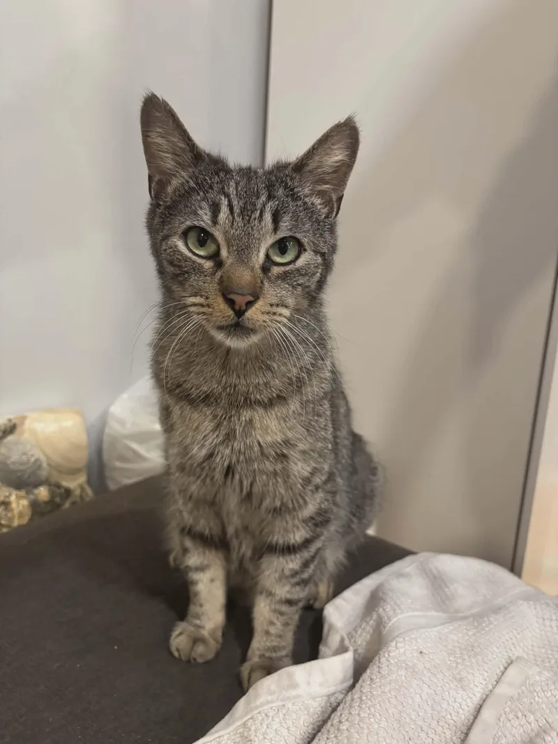 An adult medium-sized female Tabby (Brown / Chocolate) Tabby cat named Coral for adoption in Bayonne, NJ