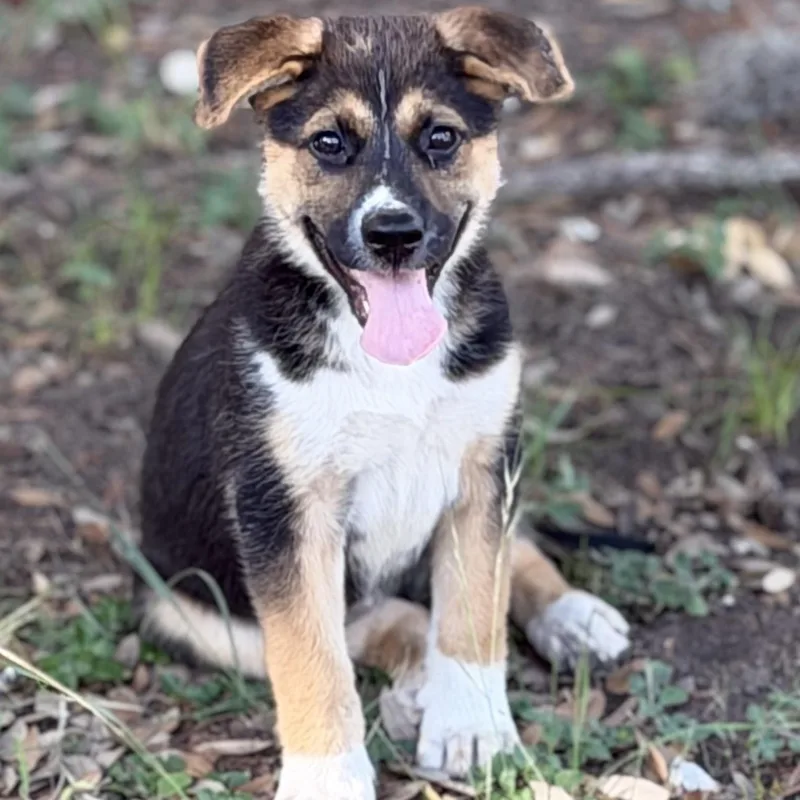 A baby medium-sized female Tricolor (Brown, Black, & White) German Shepherd Dog dog named Sherry for adoption in Boerne, TX