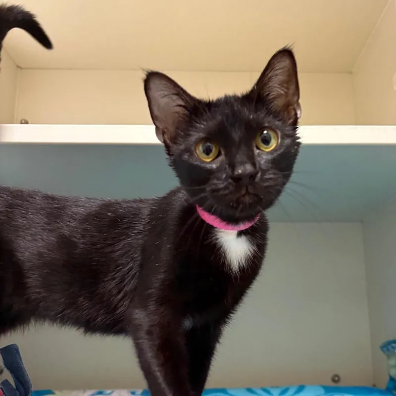 A young medium-sized female Black Domestic Short Hair cat named Darla for adoption in Fairport, NY