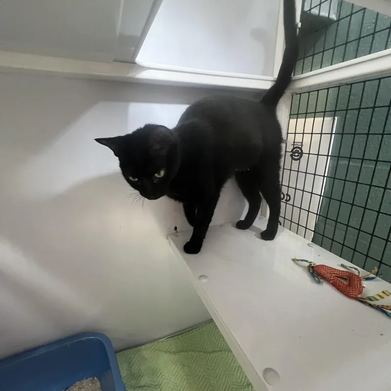 An adult medium-sized female Black Domestic Short Hair cat named Roxy for adoption in Sarasota, FL