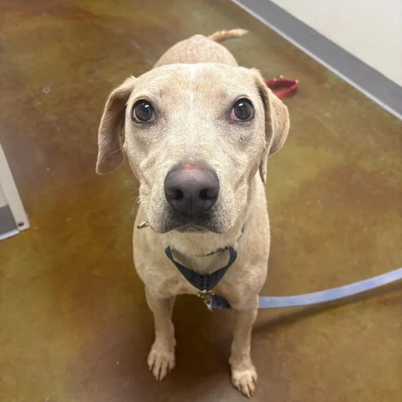 An adult medium-sized male Yellow / Tan / Blond / Fawn Labrador Retriever dog named Sid for adoption in Albuquerque, NM