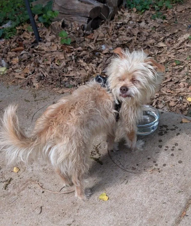 A young medium-sized male Cairn Terrier dog named Emmit for adoption in Columbia, TN