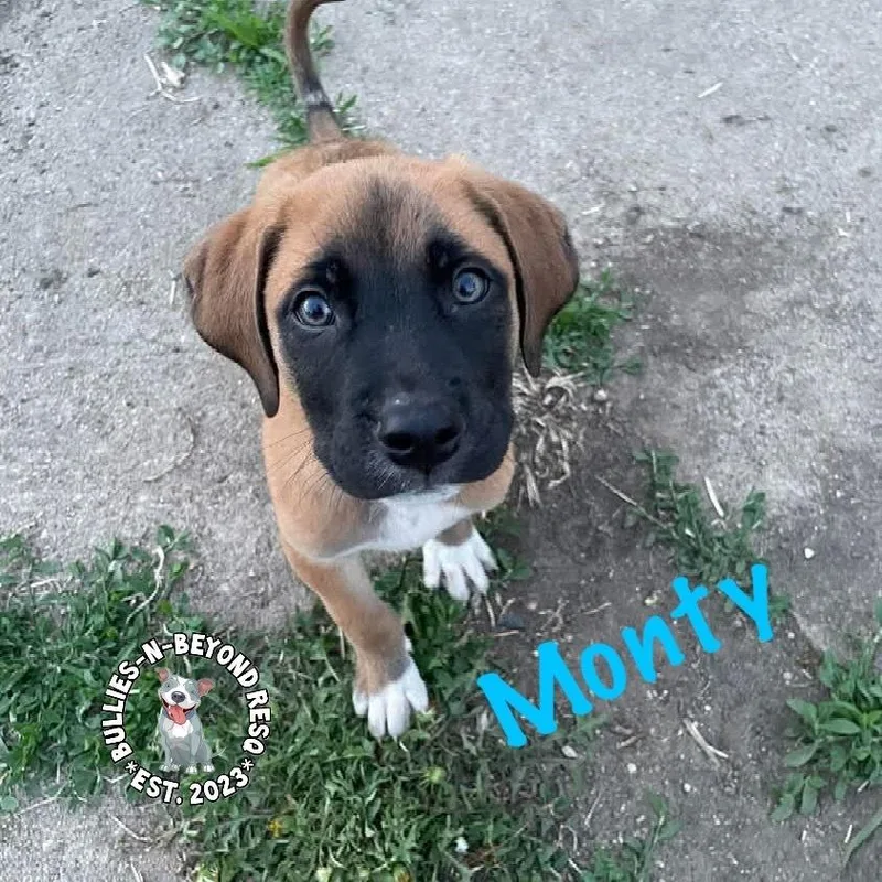 A baby large-sized male Mixed Breed dog named The M Litter: Monty for adoption in Omaha, NE