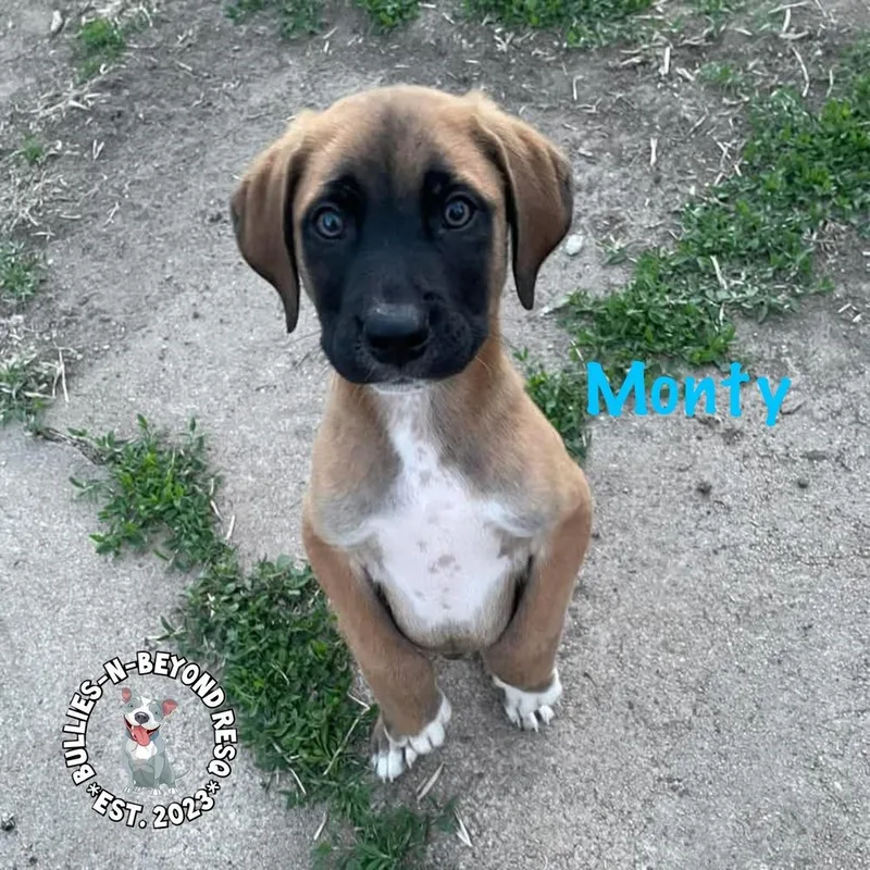 The M Litter: Monty thumbnail 2
