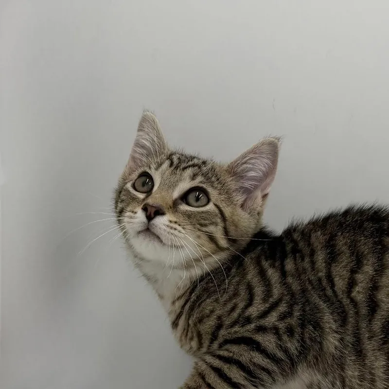 A baby medium-sized male Domestic Short Hair cat named Dr. Nutcase for adoption in State College, PA