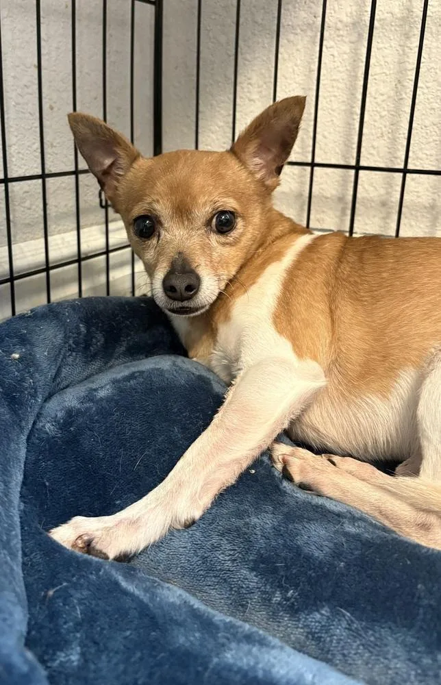 An adult small-sized male Chihuahua dog named Checkers for adoption in Bolivar, MO