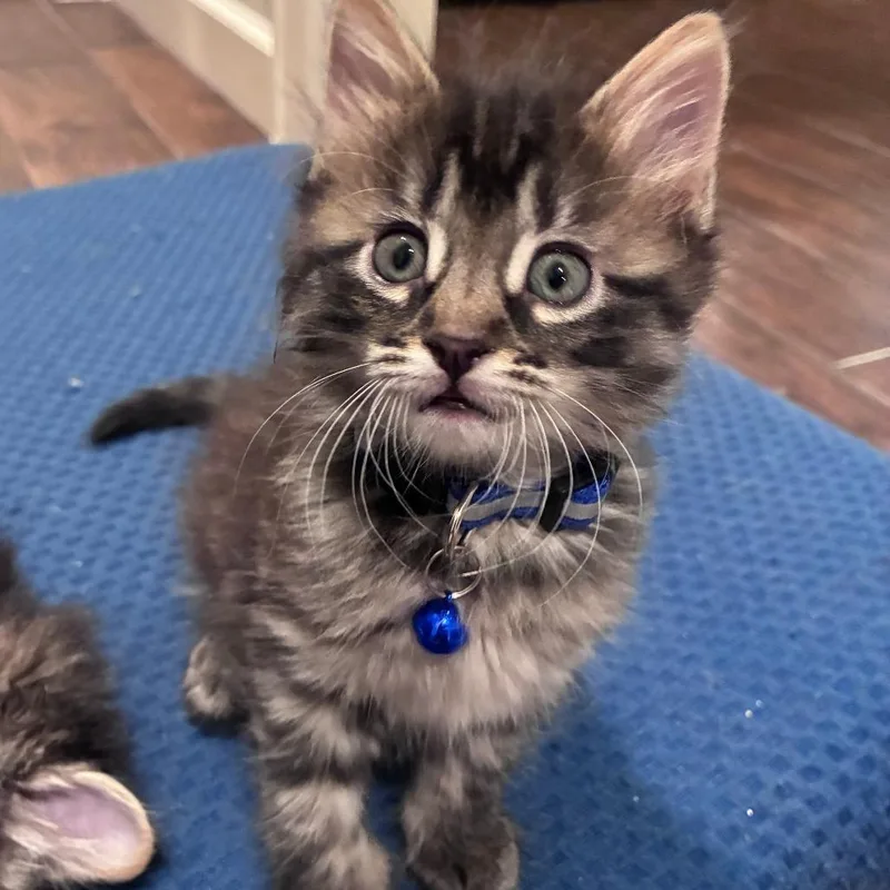 A baby small-sized female Brown / Chocolate Domestic Medium Hair cat named Breezy for adoption in Houston, TX