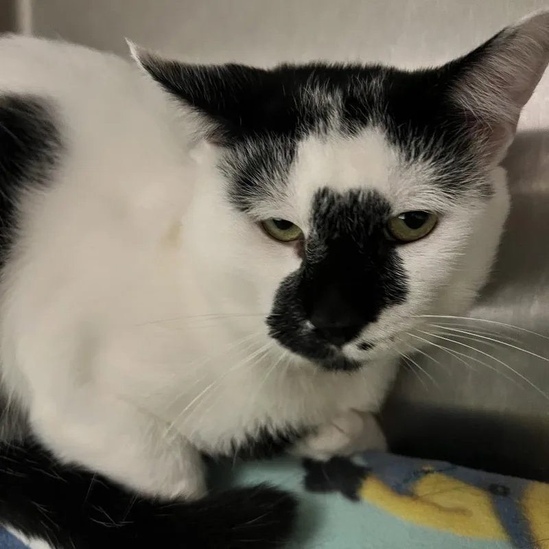 A young medium-sized male Black Domestic Short Hair cat named Bimkis for adoption in Fort Wayne, IN