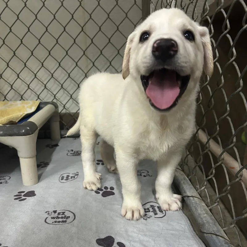 A baby large-sized male White / Cream Great Pyrenees dog named Big Rick for adoption in Waynesville, NC