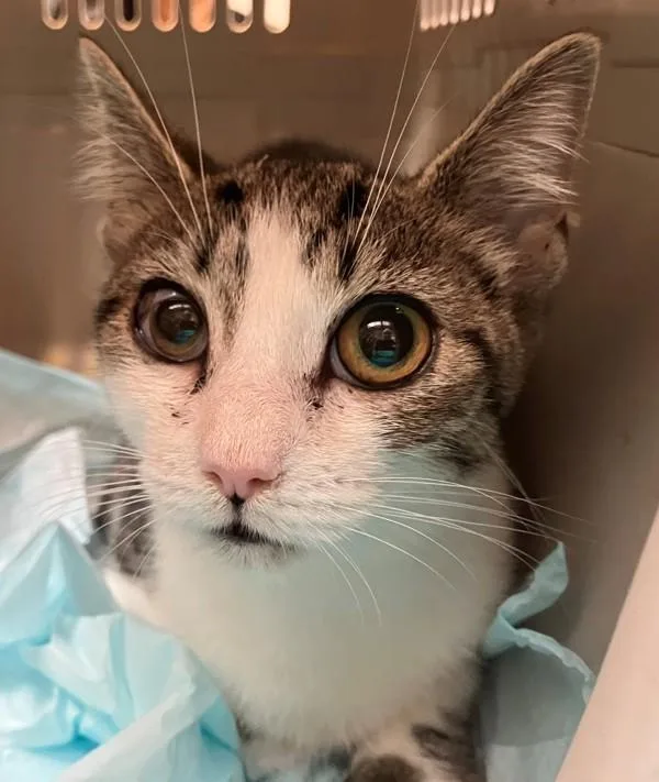 A baby small-sized female Domestic Short Hair cat named Karen for adoption in Staten Island, NY