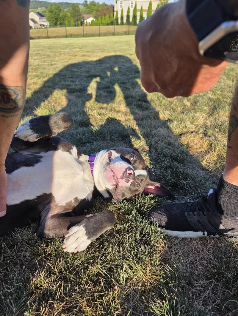 An adult large-sized male Black American Staffordshire Terrier dog named Wags for adoption in Voorhees, NJ