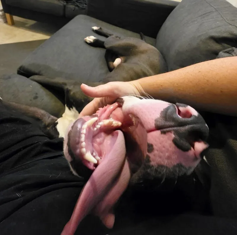 Wags thumbnail 2