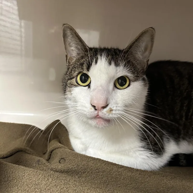 An adult medium-sized male Black Domestic Short Hair cat named Huckleberry for adoption in Watertown, NY