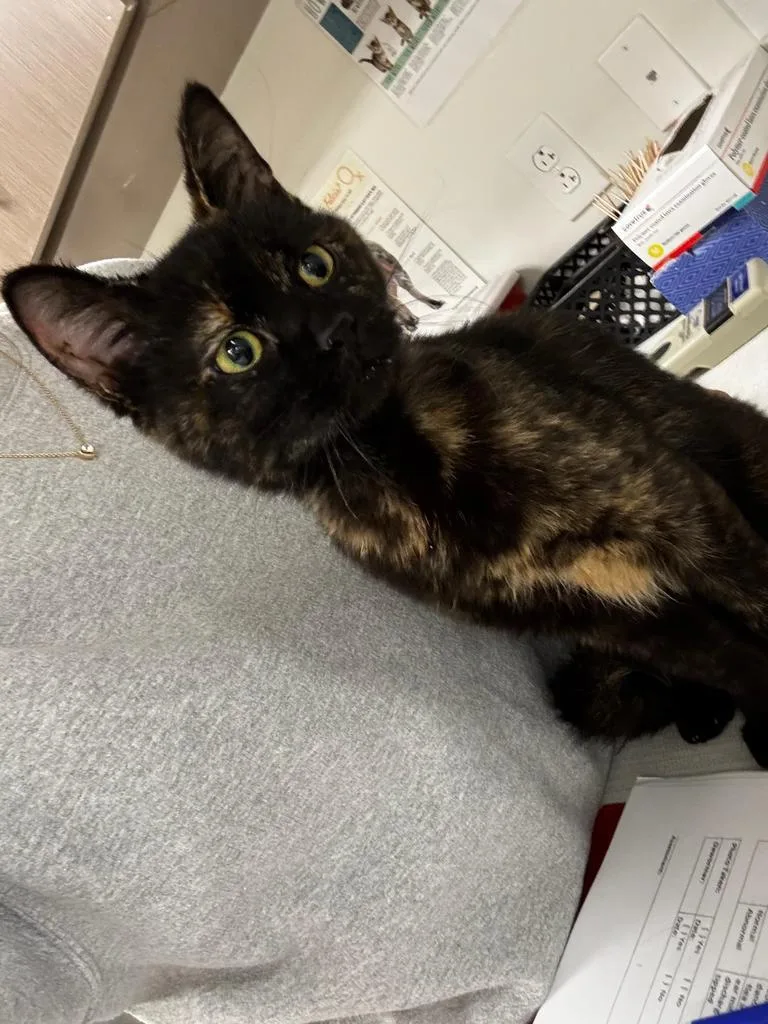 A young large-sized female Domestic Short Hair cat named Renee for adoption in Greenfield, IN