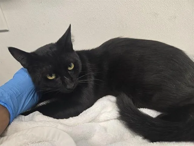 A young medium-sized male Domestic Short Hair cat named Avocado for adoption in Palo Alto, CA