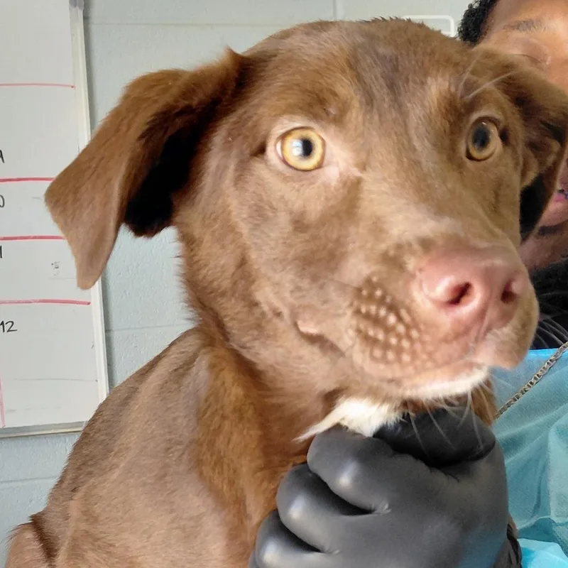 A young medium-sized female Brown / Chocolate Mixed Breed dog named Barbara for adoption in LOXAHATCHEE, FL