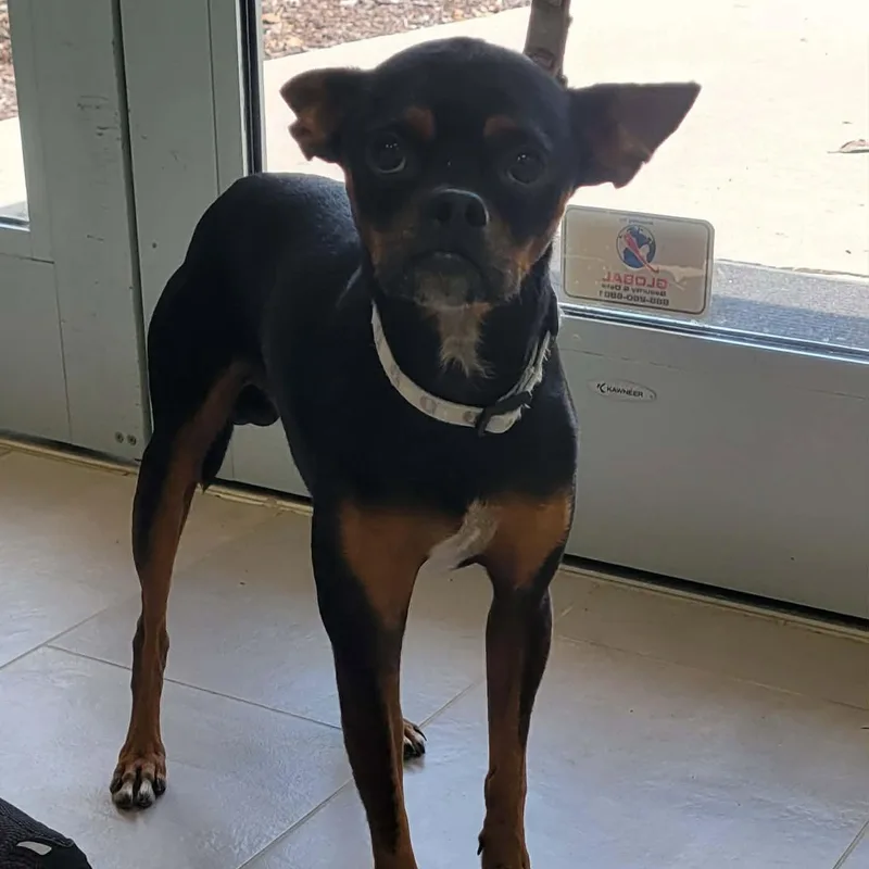An adult small-sized male Bicolor Miniature Pinscher dog named Romeo for adoption in Tylertown, MS